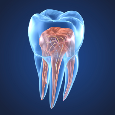 Expert Endodontics in Arlington, VA | Dentazure Dental Practice